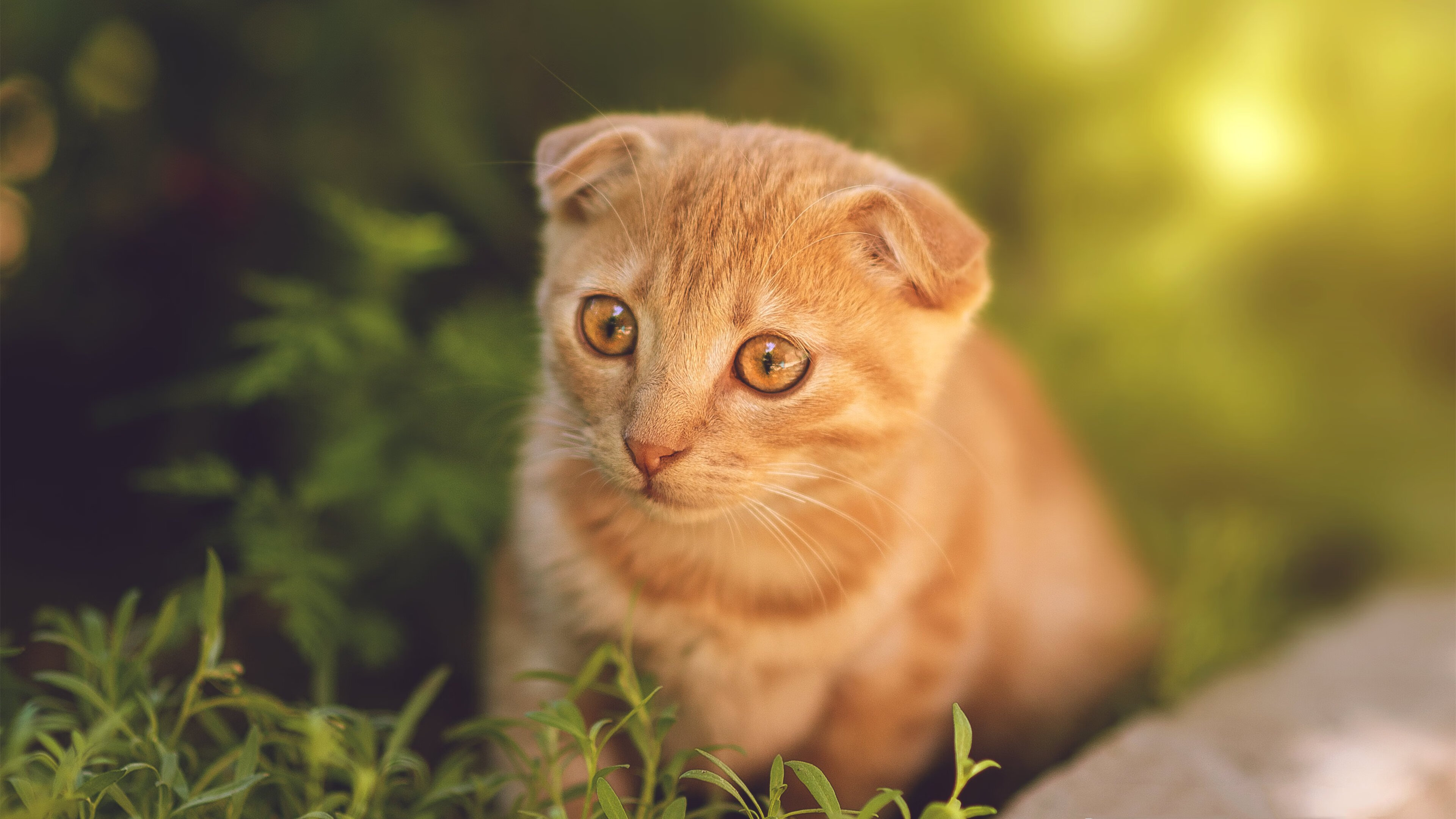 开云入口-中国职业联赛决策体系不断完善，行业治理逐步提升，职业联赛比赛规则