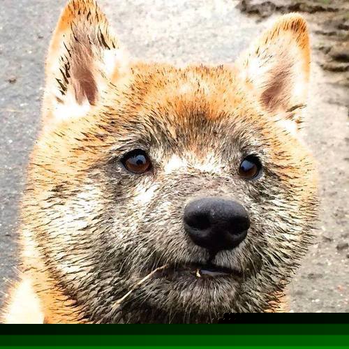 开云官方-布鲁诺·卡博克洛成为NBA社交媒体关注焦点，布鲁卡洛斯