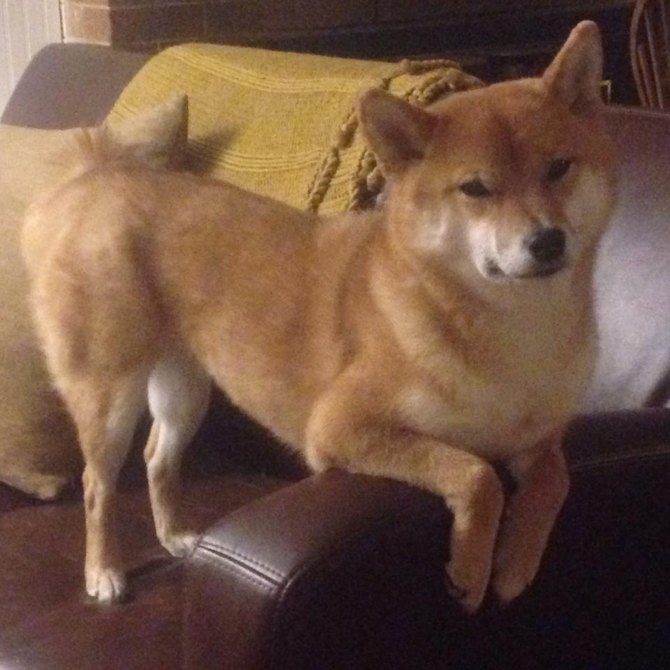 开云真人娱乐官网-新援亮相：他们能改变球队命运吗？，新援状态